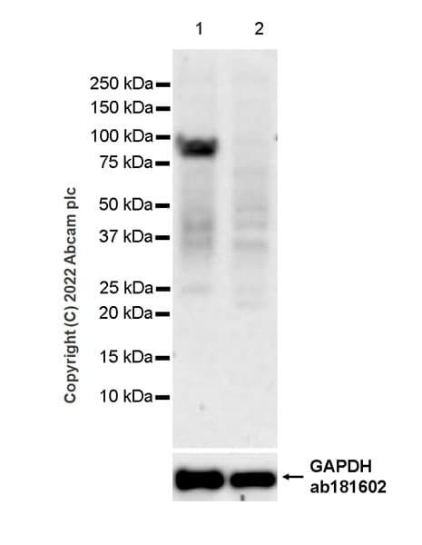 Glucocorticoid Receptor Antibody 2153ct3073280 Bsa And Azide Free Ab307606  Western Blot Img415984