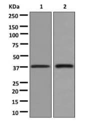 Anti-AGXT antibody [EPR13232] - BSA and Azide free(AB250079)