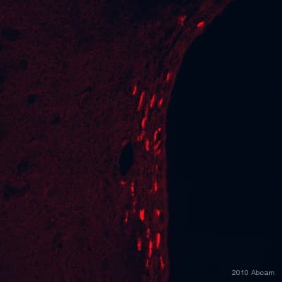 Anti-BrdU antibody [IIB5](AB8152)