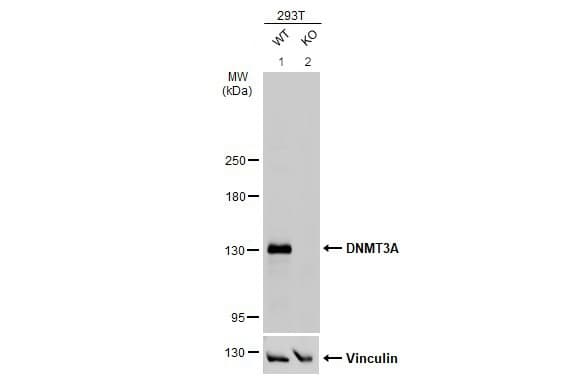 Anti-Dnmt3a antibody - N-terminal(AB228691)