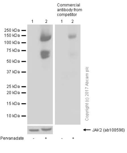 Anti-JAK2 (phospho Y1007 + Y1008) antibody [E132](AB32101)