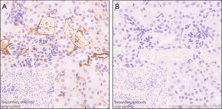 Anti-C3 antibody [EPR19394](AB200999)