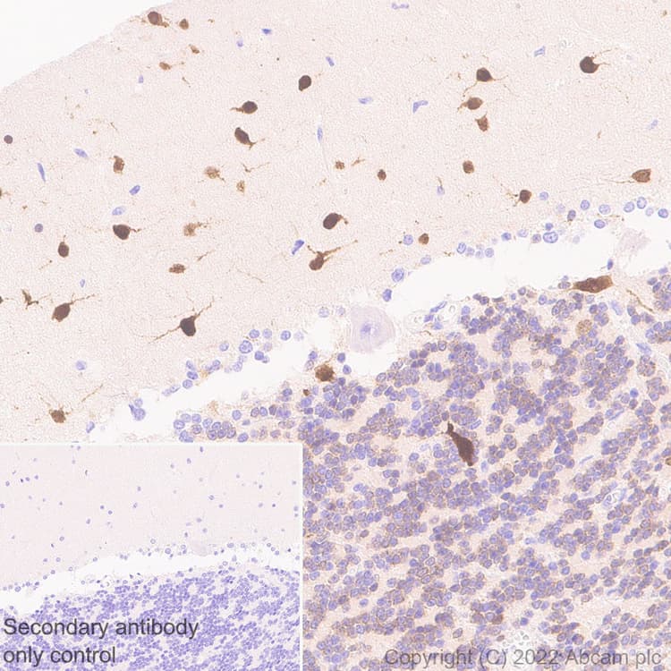 Anti-HuD antibody [EPR26472-54] (BSA and Azide free)(AB302515)