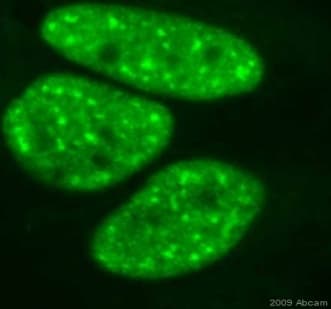 Anti-Nucleophosmin (phospho T199) antibody [EP1857Y] - BSA and Azide free(AB208698)