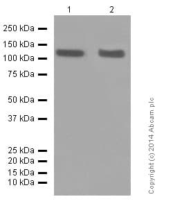 Anti-CD146 antibody [EPR3208](ab75769)