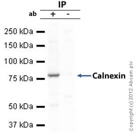 Anti-Calnexin antibody - ER Marker(AB22595)