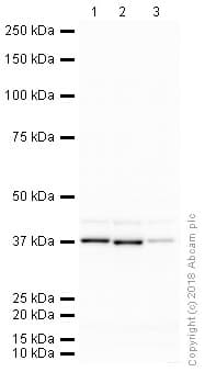 Anti-GAPDH antibody [mabcam 9484] - Loading Control(ab9484)