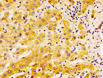 Edar Antibody Ab235106  Immunohistochemistry Formalin Pfa Fixed Paraffin Embedded Sections Img118068