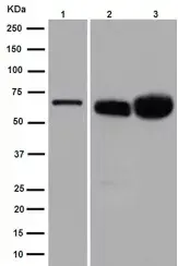 Anti-Albumin antibody [EPR12774](AB192603)