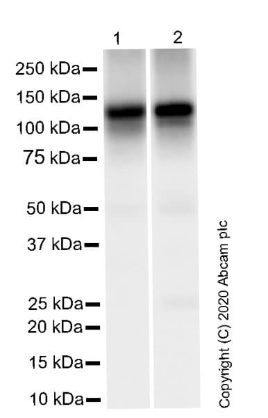 Anti-HCN1 antibody [7C3](ab252835)