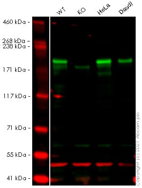 Anti-SMARCA2 / BRM antibody [EPR23103-44] - BSA and Azide free(AB269872)