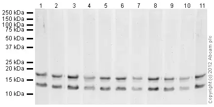 Human Histone H3 (di methyl K9) peptide(AB1772)