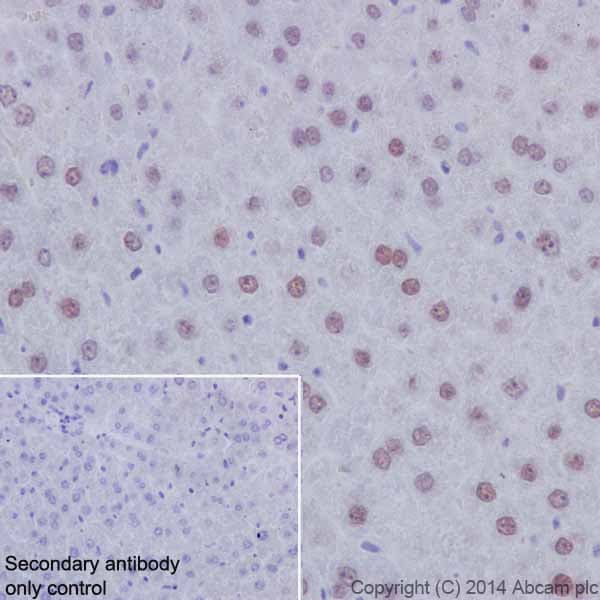 Anti-HNF-4-alpha antibody [EPR16885-99] - BSA and Azide free(AB231167)