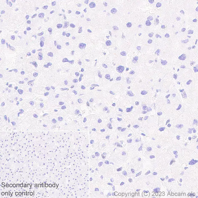 Anti-METTL16 antibody [EPR27236-78](AB313743)