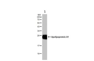 Anti-Apolipoprotein A I antibody(AB227455)
