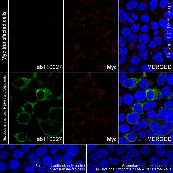 Anti-Myc tag antibody(AB9106)