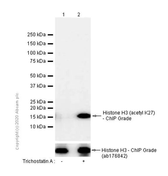 Anti-Histone H3 (acetyl K27) antibody [EP16602] - ChIP Grade(AB177178)