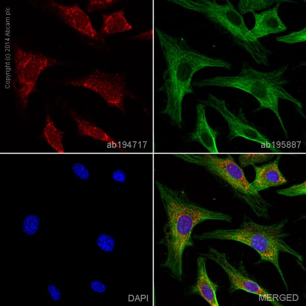 Alexa Fluor 647 Mmp3 Antibody Ep1186y Ab194717  Immunocytochemistry Immunofluorescence Img70564