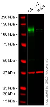 Anti-CD133 antibody - Stem Cell Marker(AB19898)