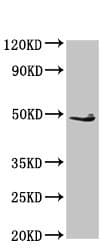 Edar Antibody Ab235106  Western Blot Img100504