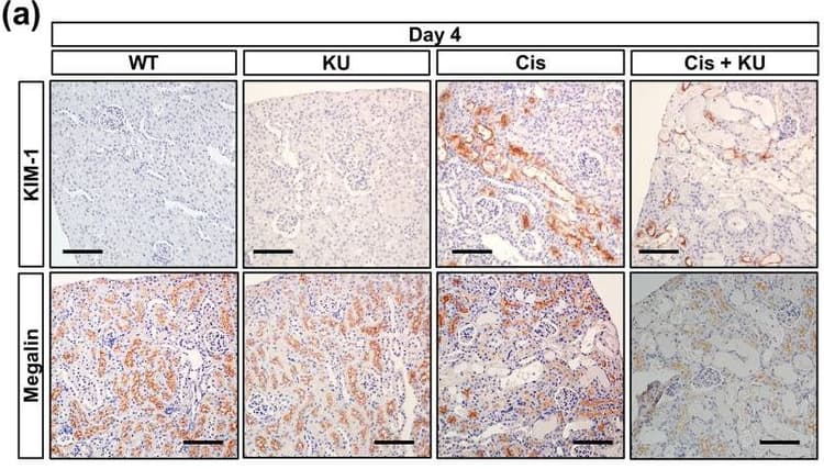 Rabbit specific HRP/DAB Detection IHC Detection Kit - Micro-polymer(AB236469)