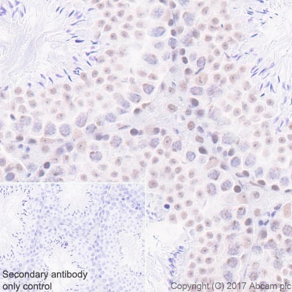Anti-Mre11 antibody [EPR21027] - BSA and Azide free(AB230381)