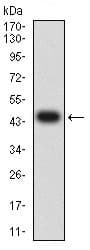 Anti-CD166 antibody [3D9F1](AB233750)