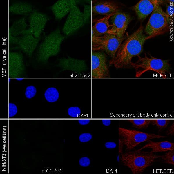 Anti-CDKN2A/p16INK4a antibody [EPR20418](AB211542)