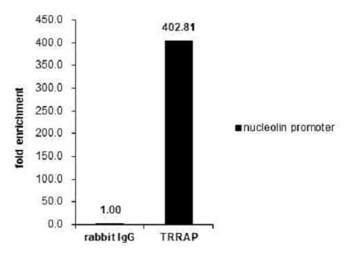 Anti-TRRAP antibody(AB227590)