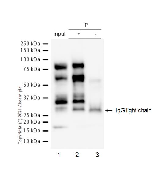 Anti-c-Myb (phospho S11) antibody [EP769Y](AB45150)