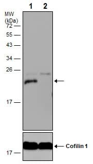 Anti-HP1 gamma/CBX3 antibody(AB227478)