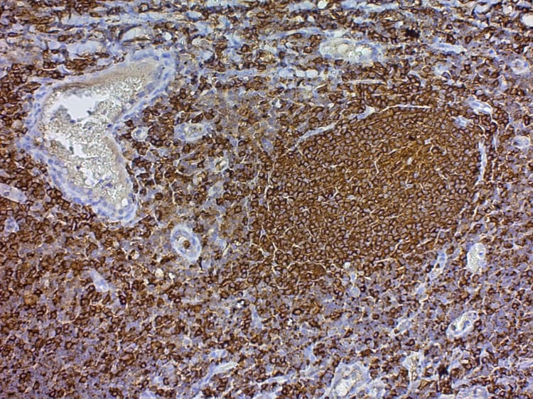 Streptavidin HRP (ready-to-use)(ab64269)