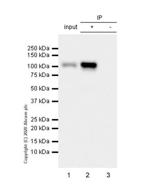 Kap1 Phospho S824 Antibody Epr5248 Bsa And Azide Free Ab215549  Immunoprecipitation Img3395