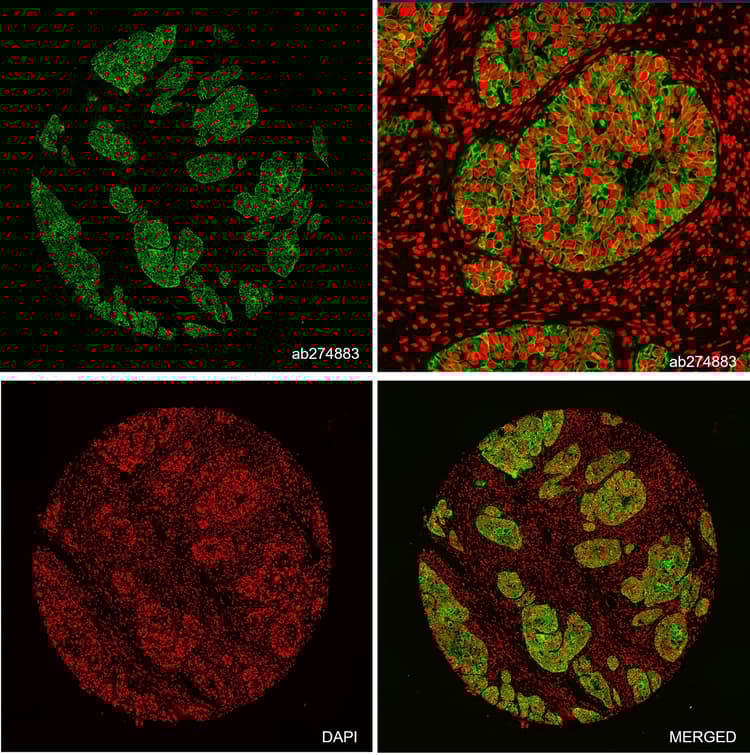 Alexa Fluor® 555 Anti-Sodium Potassium ATPase antibody [EP1845Y] - Plasma Membrane Loading Control(AB274883)