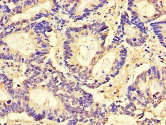 Anti-CD9 antibody(ab223052)