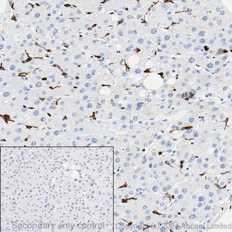 Anti-CD68 antibody [EPR20545](AB213363)