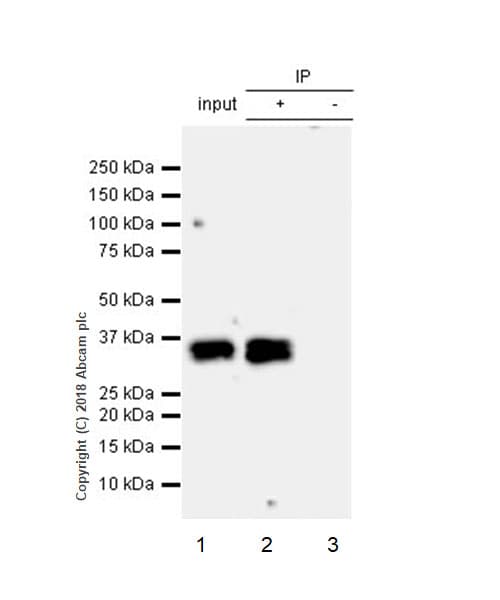 Tgif Antibody Ep637y Bsa And Azide Free Ab236005  Immunoprecipitation Img151150