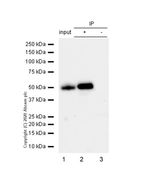 Irf3 Antibody Ep2419y Ab76409  Immunoprecipitation Img160044