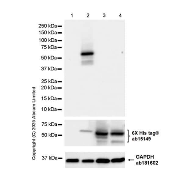 Anti-6X His tag® antibody [AD1.1.10](AB15149)