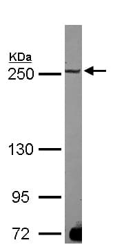 Anti-MAP1B antibody(AB154333)