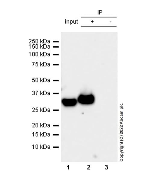 Anti-Strep-tag II antibody [EPR28119-43](AB307676)