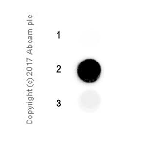 2 Methyladenosine M2a Antibody Epr 19851 59 Bsa And Azide Free Ab251530  Immunoprecipitation Img75076