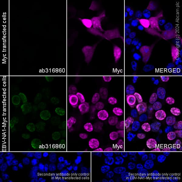 Anti-EBV Nuclear Antigen/EBNA1 antibody [EPR28706-78] - BSA and Azide free(AB316861)