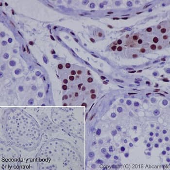 Anti-NR2F2 antibody [EPR18443] - BSA and Azide free(AB240387)