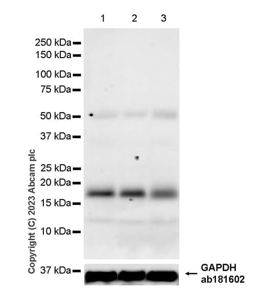 Rnf5 Ng2 Antibody Epr27133 30 Bsa And Azide Free Ab308067  Western Blot Img408774