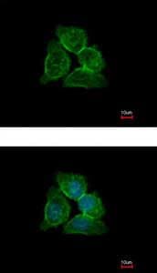 Annexin 13 Anxa13 Antibody Ab151517  Immunocytochemistry Immunofluorescence Img40354