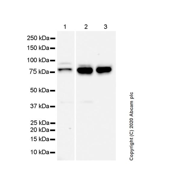 Anti-FMRP antibody [EPR23852-90] - BSA and Azide free(AB277489)