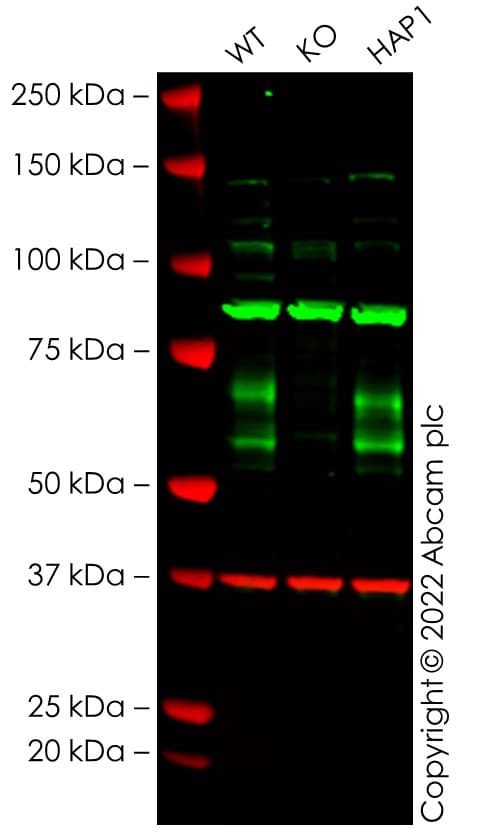 Anti-BACE1 antibody [EPR3956] - BSA and Azide free(AB237595)