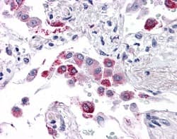 Anti-EFHD1 antibody(AB118599)