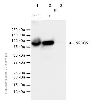 Anti-Ku80 antibody [EPR3468](AB80592)